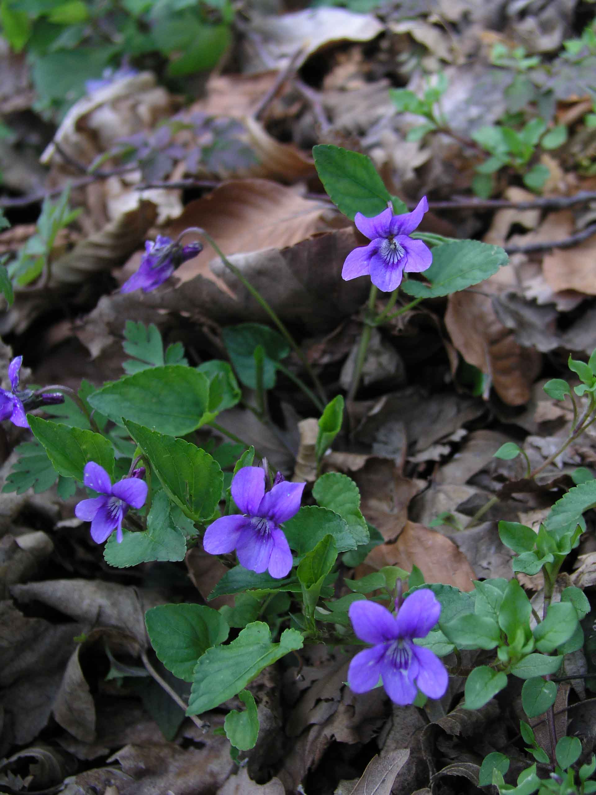 Viola reichenbachiana